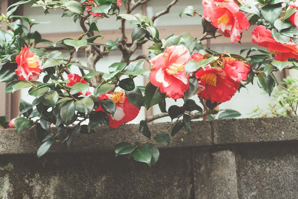 fade-image