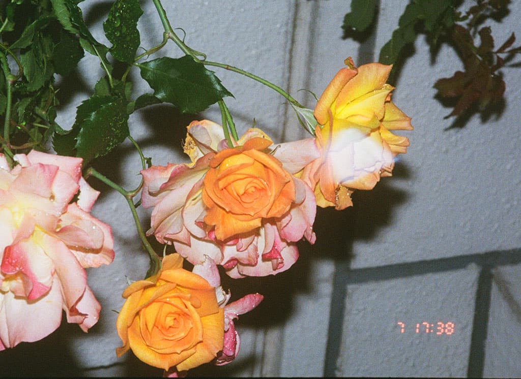 fade-image