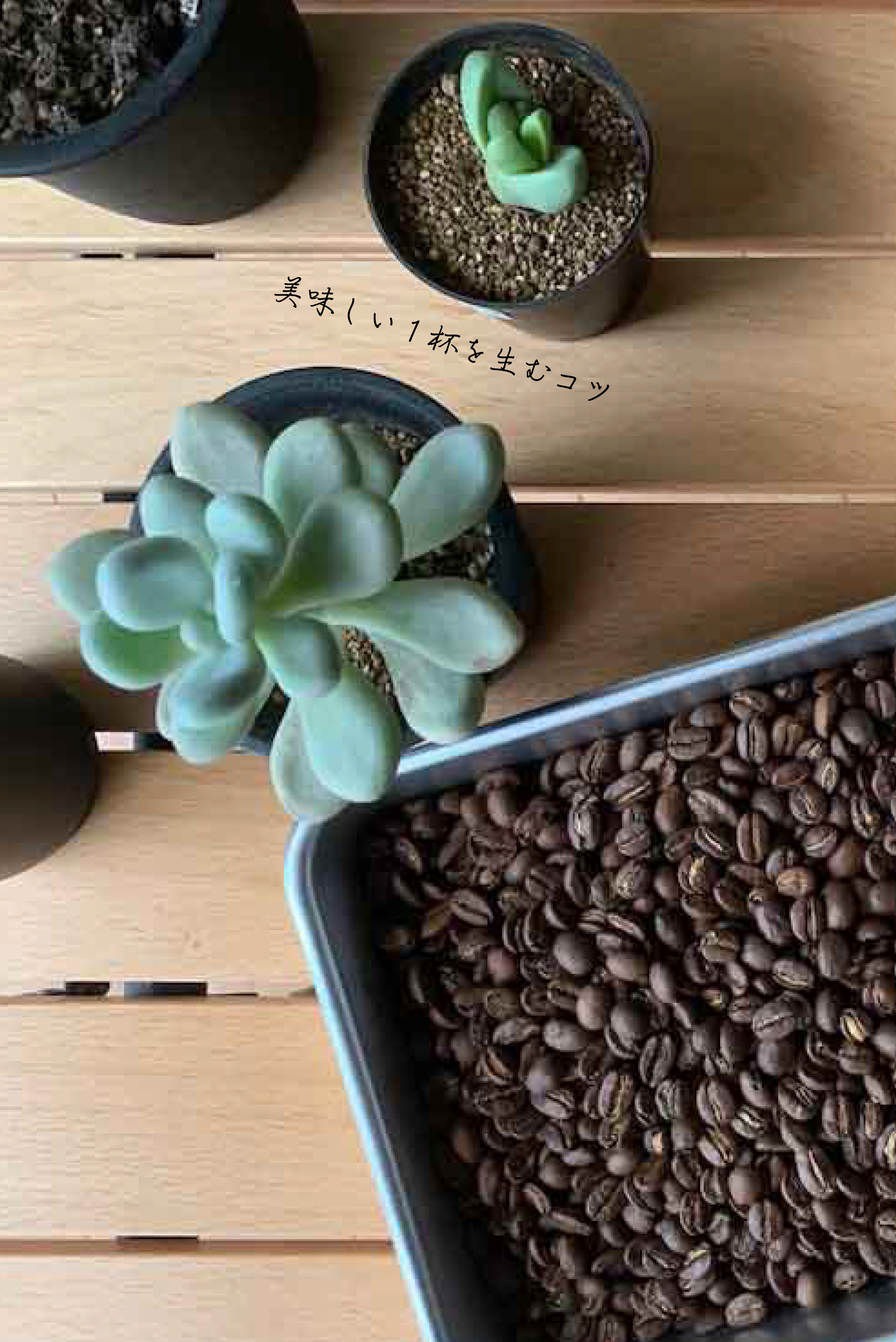 至高のおうちコーヒーは焙煎から。美味しい１杯を生むコツ