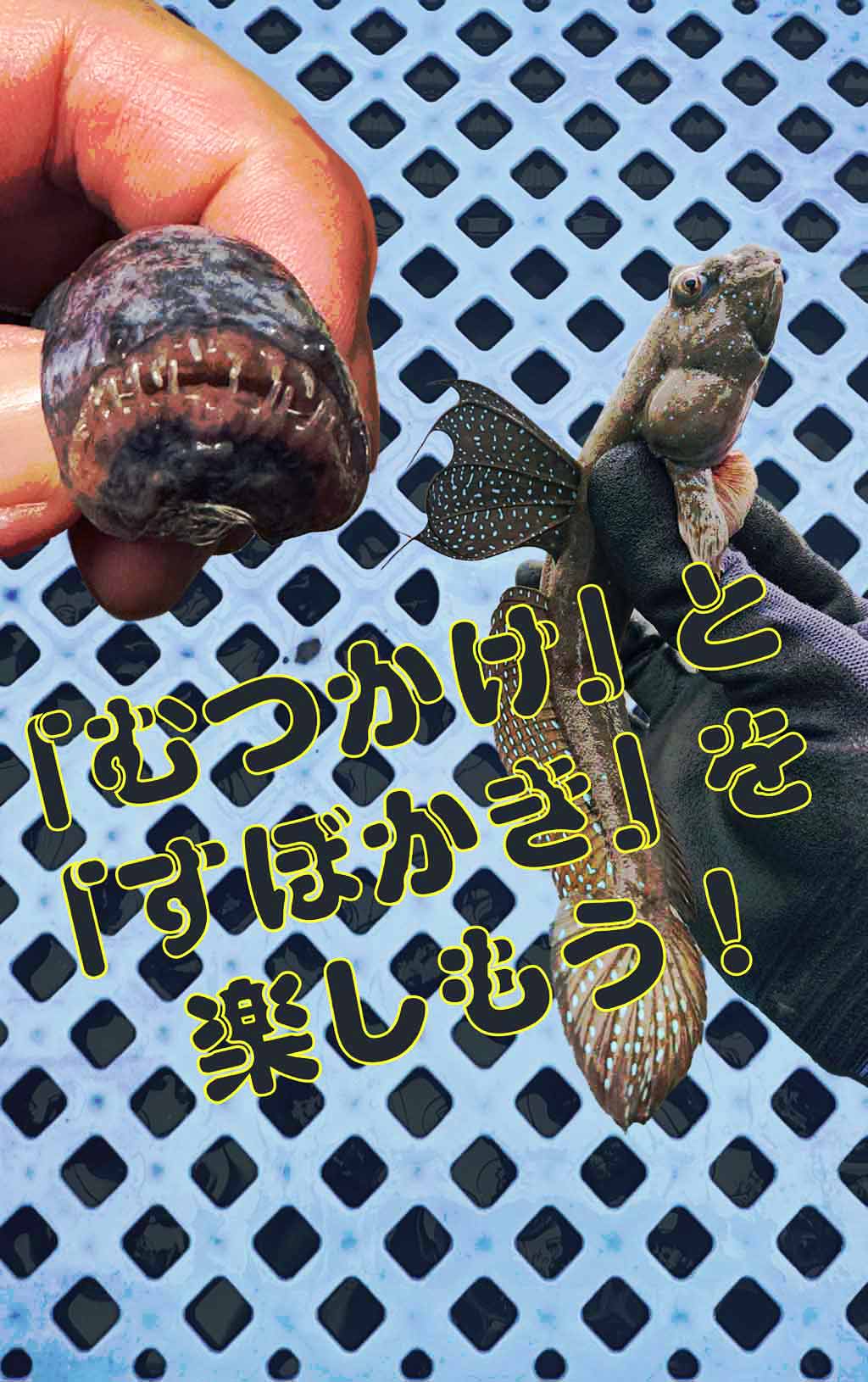 有明海にしかいない珍魚、ムツゴロウとワラスボを釣りに行く