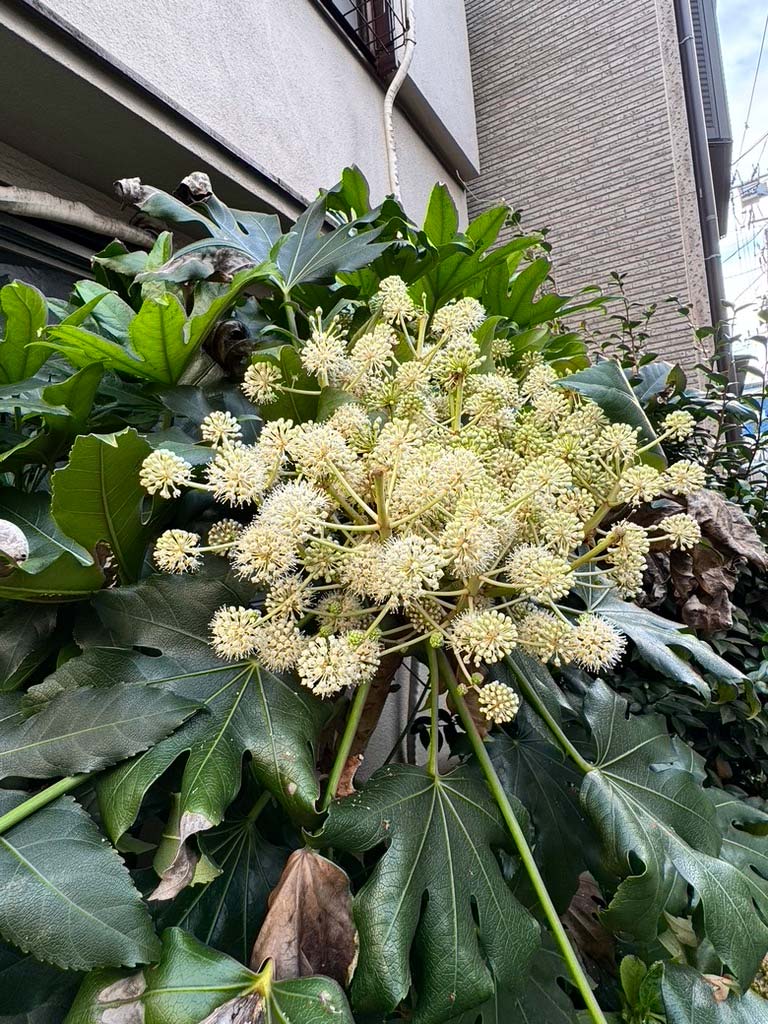 https://www.beyondmag.jp/wp-content/uploads/2024/12/1006_C622DC9B-F76E-41DD-95D5-ED1A2506EA49_1_105_c.jpg